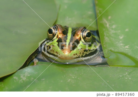 トウキョウダルマガエル トウキョウダルマガエル 89457360