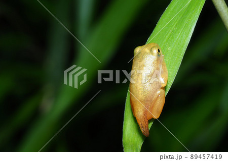 尻尾が残るカエルの幼体 89457419