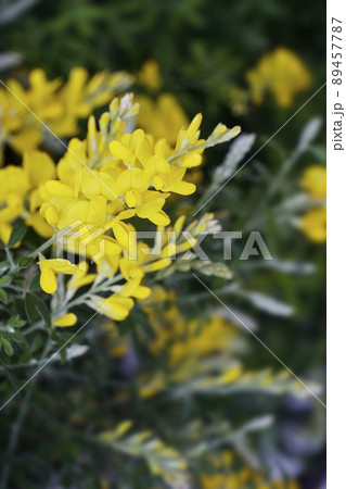 春に咲いた黄色く連なるエニシダの花 89457787