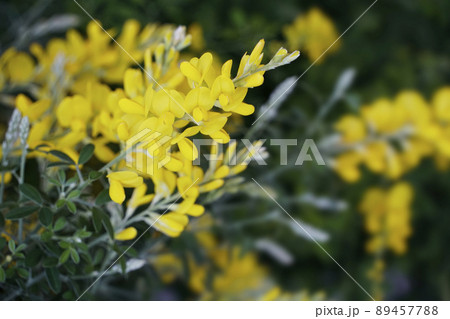 春に咲いた黄色く連なるエニシダの花 89457788