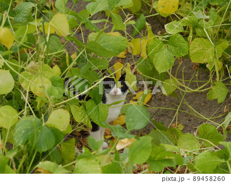 畑に隠れる猫 89458260