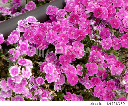 公園の花 89458320