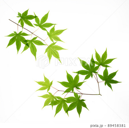 新緑の紅葉 白バック 新緑の紅葉 白バック 89458381