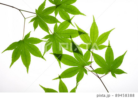 新緑の紅葉　白バック 89458388