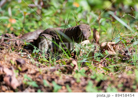 Bengal monitor or Varanus bengalensis in grass Bengal monitor or Varanus bengalensis in grass 89458454