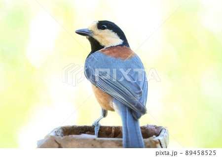 ヤマガラ　山雀　野鳥　横向き　明るい雑木林を背景に 89458525