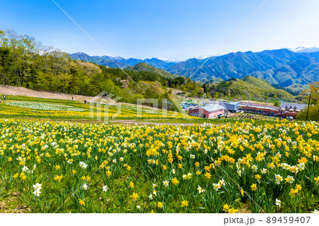 水仙の花畑1 89459407