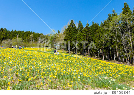 スイセンの花畑 89459844