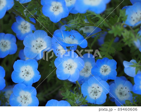 ネモフィラ 89460606