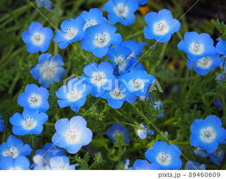 ネモフィラ 89460609