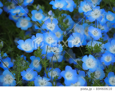 ネモフィラ 89460610