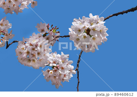 桜の開花は厳しい冬の寒さの後に、お花見は満開の花の下で 桜の開花は厳しい冬の寒さの後に、お花見は満開の花の下で 89460612