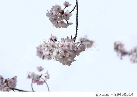 満開の桜は春風に揺れて、日本中で春の訪れを楽しんでいる 89460614
