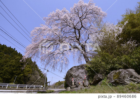 高田石割桜(宮城県白石市) 高田石割桜(宮城県白石市) 89460686