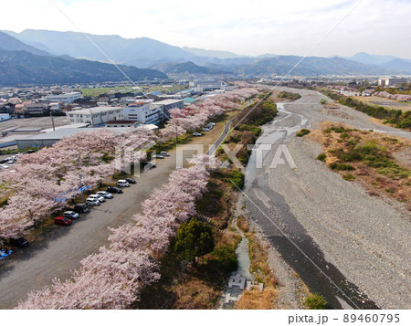 東温市の重信川沿いの桜並木の空撮 東温市の重信川沿いの桜並木の空撮 89460795