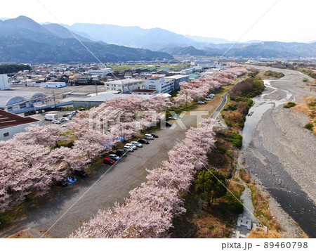 東温市の重信川沿いの桜並木の空撮 東温市の重信川沿いの桜並木の空撮 89460798