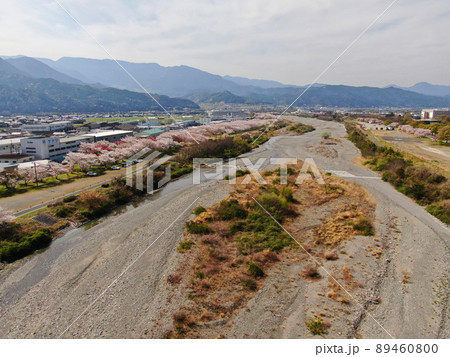 東温市の重信川沿いの桜並木の空撮 東温市の重信川沿いの桜並木の空撮 89460800