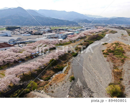 東温市の重信川沿いの桜並木の空撮 東温市の重信川沿いの桜並木の空撮 89460801
