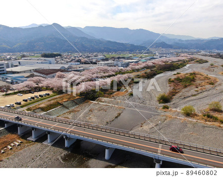 東温市の重信川沿いの桜並木の空撮 89460802