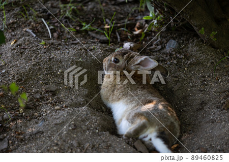 EOSR6.広島大久野島、穴ベットウサギ。 EOSR6.広島大久野島、穴ベットウサギ。 89460825