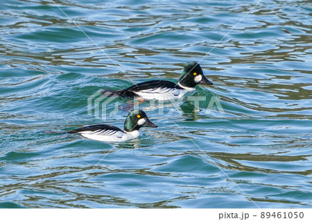 ホオジロガモ ホオジロガモ 89461050