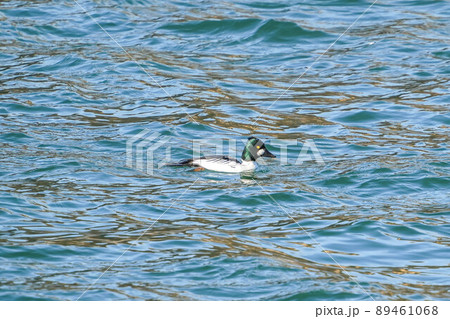 ホオジロガモ 89461068