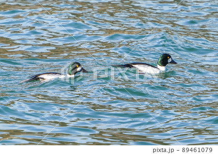 ホオジロガモ 89461079