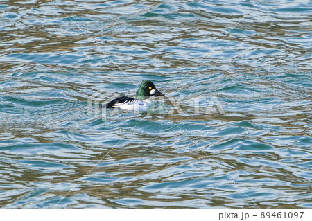 ホオジロガモ 89461097