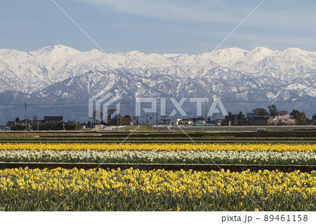 春の立山連峰 春の立山連峰 89461158