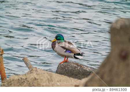 マガモ マガモ 89461300