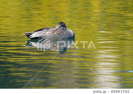 カルガモ 89461592