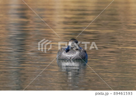 カルガモ カルガモ 89461593