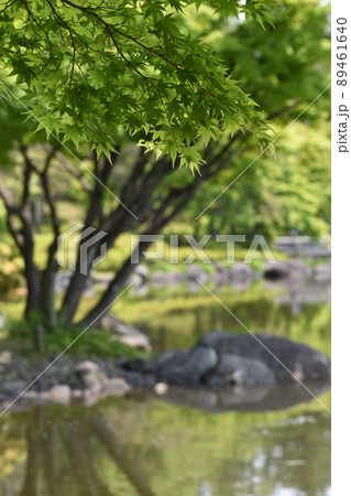 池のほとりの青もみじ 89461640