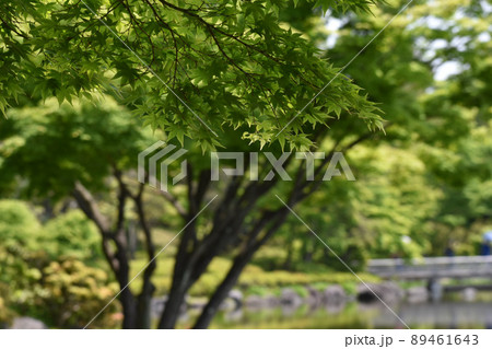 池のほとりの青もみじ 89461643