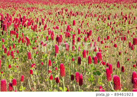 春の花―クリムソンクローバー 89461923