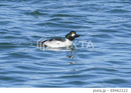 ホオジロガモ ホオジロガモ 89462222