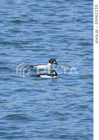ホオジロガモ 89462239