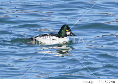 ホオジロガモ ホオジロガモ 89462240