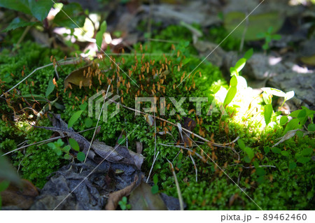 里山に見つけた苔の胞子体のコロニー 89462460