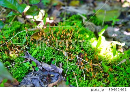 里山に見つけた苔の胞子体のコロニー 89462461