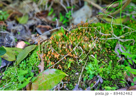 里山に見つけた苔の胞子体のコロニー 89462462