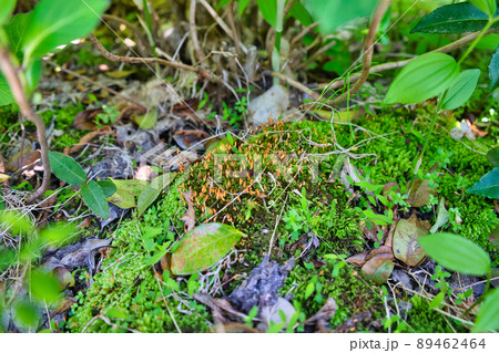 里山に見つけた苔の胞子体のコロニー 89462464