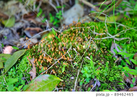里山に見つけた苔の胞子体のコロニー 里山に見つけた苔の胞子体のコロニー 89462465