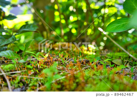 里山に見つけた苔の胞子体のコロニー 89462467