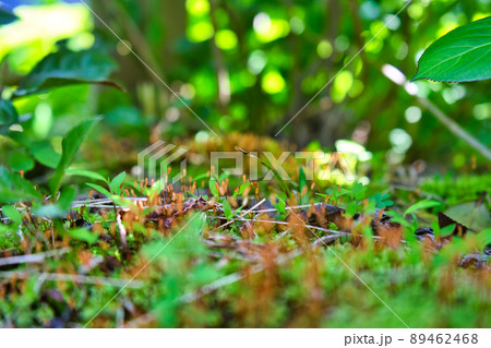 里山に見つけた苔の胞子体のコロニー 里山に見つけた苔の胞子体のコロニー 89462468