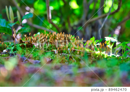 里山に見つけた苔の胞子体のコロニー 89462470