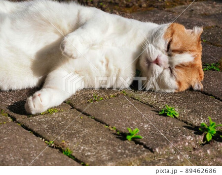 一匹の猫の至福の時間、ひなたぼっこ 89462686