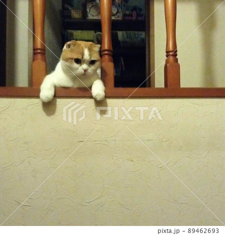 家の中の物静かな一匹の猫の立ち居振る舞い 家の中の物静かな一匹の猫の立ち居振る舞い 89462693