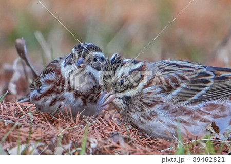 カシラダカ カシラダカ 89462821