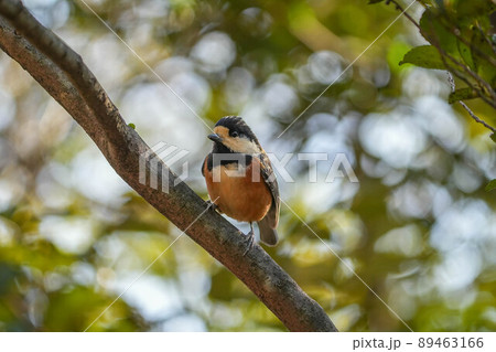 ヤマガラ 89463166